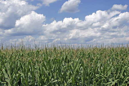 What Happened to the Essential Nutrients in Our Food? Image